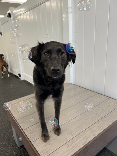 Dog day care in Minneapolis Minnesota City Paws Pet Club Dog Daycare Boarding Training Grooming 1