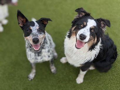Dog day care in Minneapolis Minnesota Metro Dogs 1