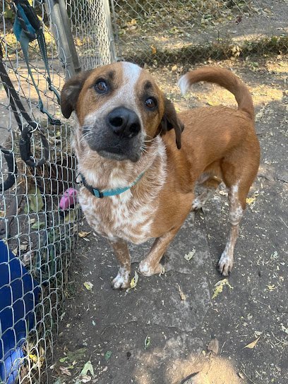 Dog day care in Minneapolis Minnesota Total wags 1