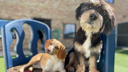 Dog day care in Minneapolis Minnesota Wonder Dog Canine Club 1