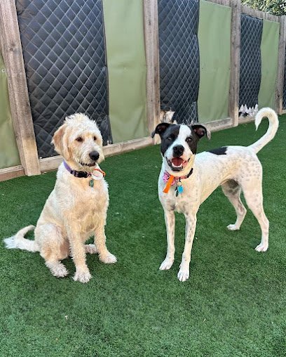 Dog day care in Minnetonka Minnesota ADOGO Pet Hotel Minnetonka MN 1