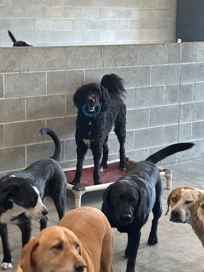 Dog day care in Minot North Dakota Country Paws Inc  1