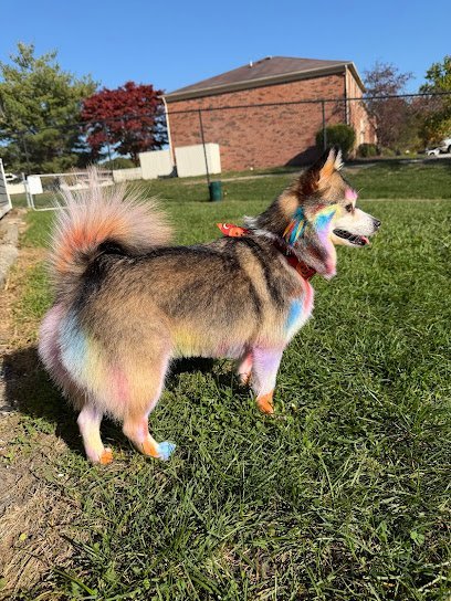 Dog day care in Mishawaka Indiana Serenity Pet Spaw 1