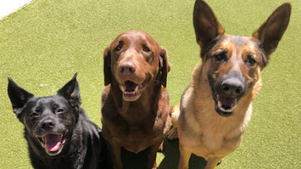 Dog day care in Missouri City Texas Lone Star Pet Lodges 1