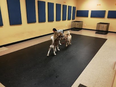 Dog day care in Missouri City Texas Texas Doggie Daycare MC 1