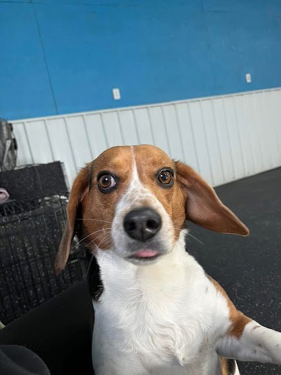 Dog day care in Moberly Missouri Animal House Pet Care LLC 1 1