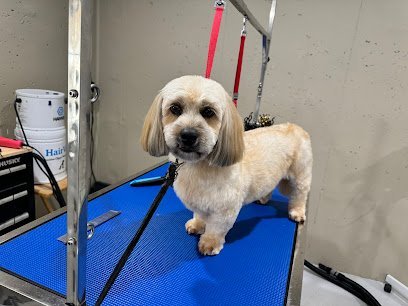 Dog day care in Monmouth Junction New Jersey Pawpals Paradise 1