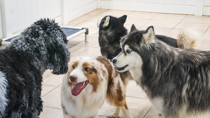 Dog day care in Monroe North Carolina Hounds Town Indian Trail 1