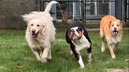 Dog day care in Monson Massachusetts Camelot Kennels 1