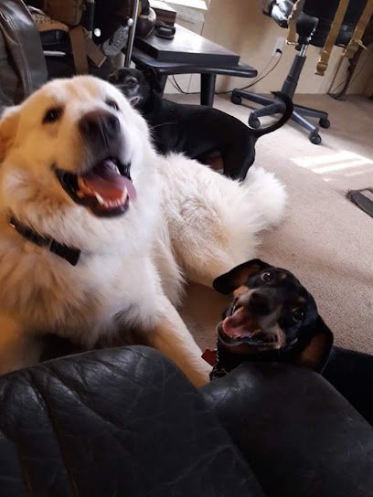 Dog day care in Montgomery Texas April Sound Dog Walk and Train 1