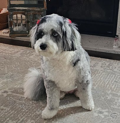 Dog day care in Monticello Illinois Willow Branch Monticello 1