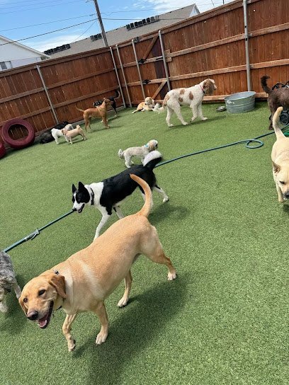Dog day care in Moore Oklahoma Paws@Play 1