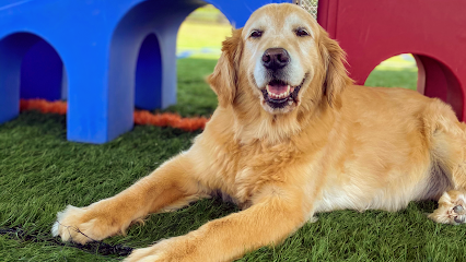 Dog day care in Mooresville North Carolina Barks Rec Boarding 1