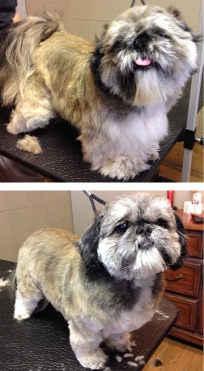 Dog day care in Mooresville North Carolina Classy Critters Pet Resort Spa LLC 1