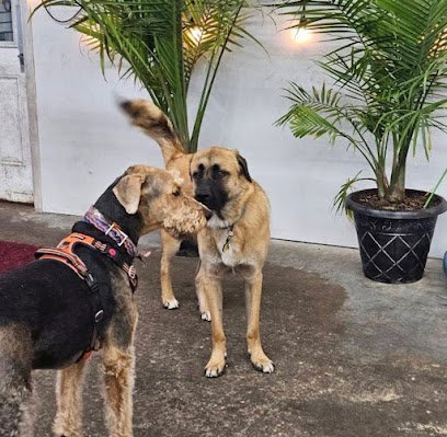 Dog day care in Moraine Ohio Frey s Place 1