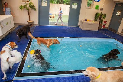 Dog day care in Morristown New Jersey Morris Animal Inn 1