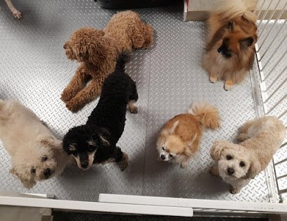 Dog day care in Morton Illinois Lil Doggy Daycare 1