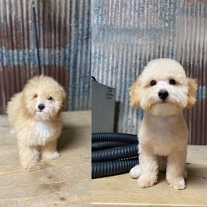 Dog day care in Morton Mississippi Prairie Hound Boarding Grooming 1