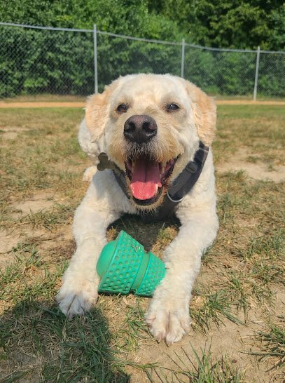 Dog day care in Mound Minnesota Oak Ridge Pet Boarding 1