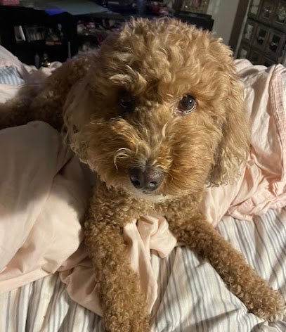 Dog day care in Mountainside New Jersey Good Lovin s Dog Care Home Concierge LLC 1