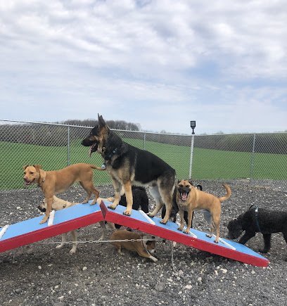 Dog day care in Mt Airy Maryland Woodbine Woof Pack 1