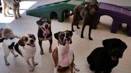 Dog day care in Mt Kisco New York Wipe Your Paws 1