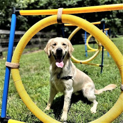 Dog day care in Mt Pleasant North Carolina Tuscarora s Country Club for Dogs 1