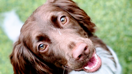 Dog day care in Mt Pleasant Texas Mt. Pleasant Pet Resort 1