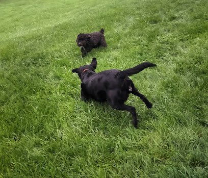 Dog day care in Mt Vernon Ohio Knox Country Kennel LLC 1