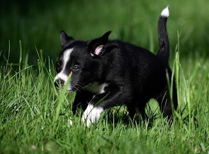 Dog day care in Mt Washington Kentucky The Dog Spot LLC 1