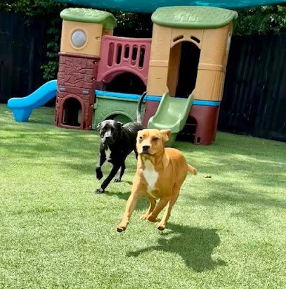 Dog day care in Mt. Juliet Tennessee Happie Hounds 1