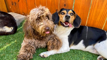 Dog day care in Mt. Juliet Tennessee Nashville Pet Spa 1