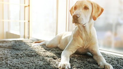 Dog day care in Murfreesboro Tennessee My 4 Dogs Academy Spa 1