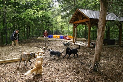 Dog day care in Murfreesboro Tennessee Safari Pet Resort 1