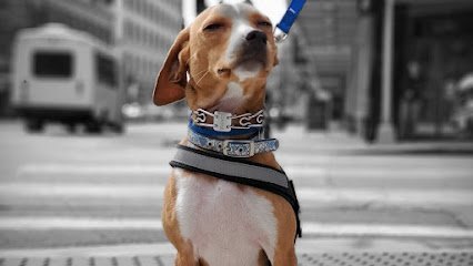 Dog day care in Murphysboro Illinois SHENANDOAH K9 1