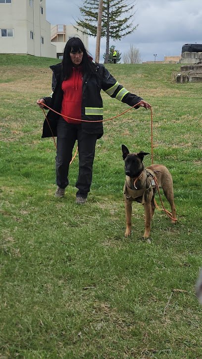 Dog day care in Murray Kentucky Camp Canine Elite Dogs Training Boarding Grooming 1