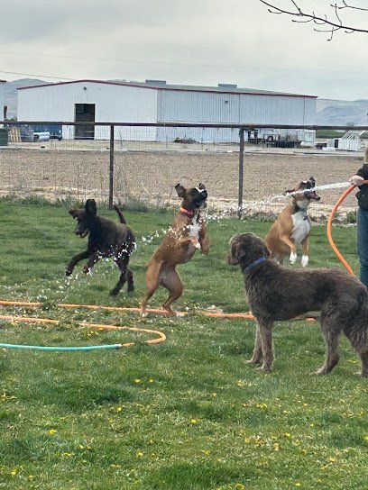 Dog day care in Nampa Idaho Lake Shore Boarding 1