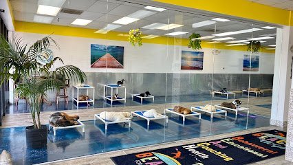 Dog day care in Naperville Illinois Canine Kingdom Naperville 1