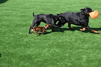 Dog day care in Naperville Illinois Keynine Academy 1