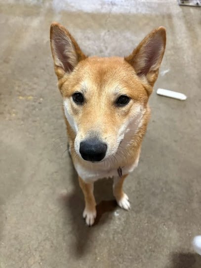 Dog day care in Naperville Illinois The Crate Escape 1