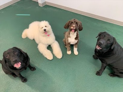Dog day care in Naperville Illinois Wag N Paddle 1