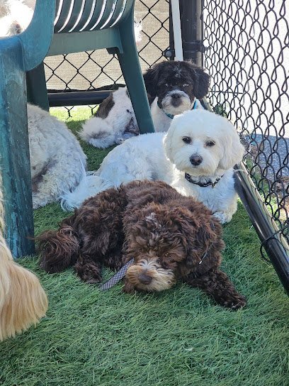 Dog day care in Nashua New Hampshire Barkingham Palace Doggie Daycare Boarding Grooming and Training 1