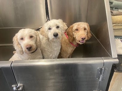 Dog day care in Nashua New Hampshire Saltyclaws 1