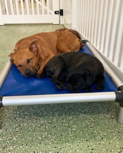 Dog day care in Nashua New Hampshire Totally Woof 1