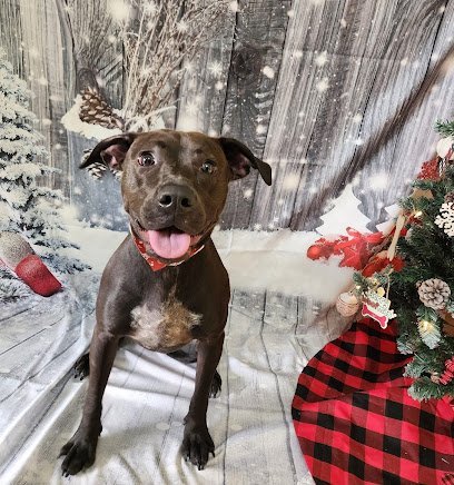 Dog day care in Nashville North Carolina Wags East Pet Resort Spa 1