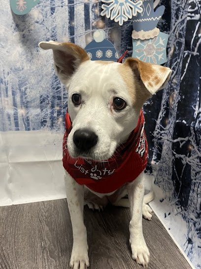 Dog day care in Nashville Tennessee Dogtopia of 8th Avenue Nashville 1