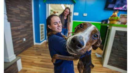 Dog day care in Nashville Tennessee Hounds Town Nashville 1