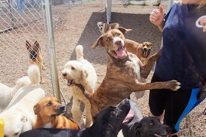 Dog day care in Nashville Tennessee Pet Resorts Dog Daycare 1