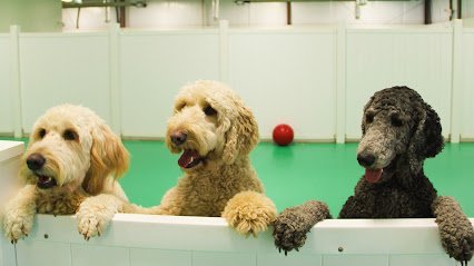 Dog day care in Nashville Tennessee Pet Resorts of America 1