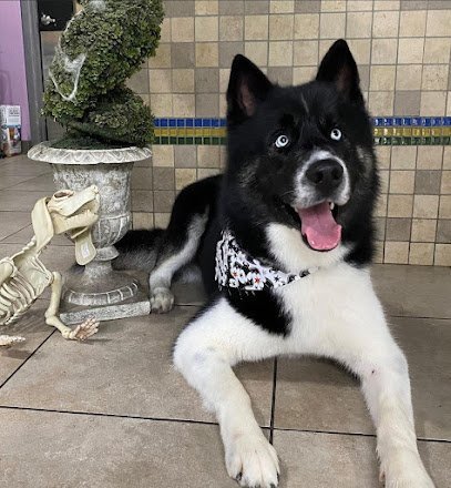 Dog day care in Nashville Tennessee SouthPaws Nashville 1